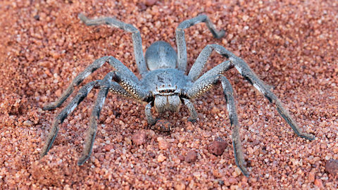 Huntsman Spider (Pediana sp) (Pediana sp)